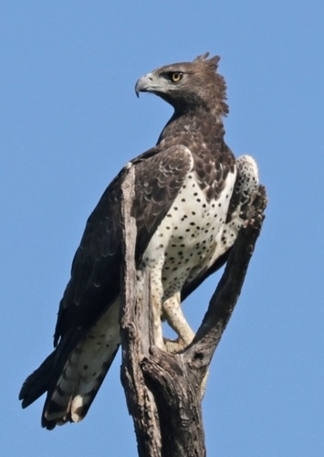 Tazama
